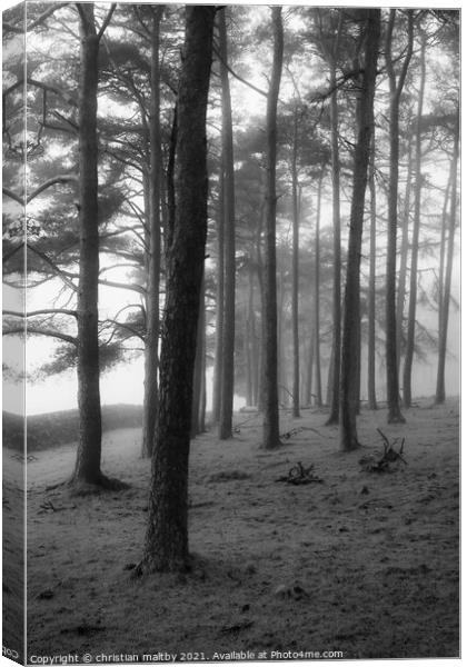 Trees in the mist Canvas Print by christian maltby