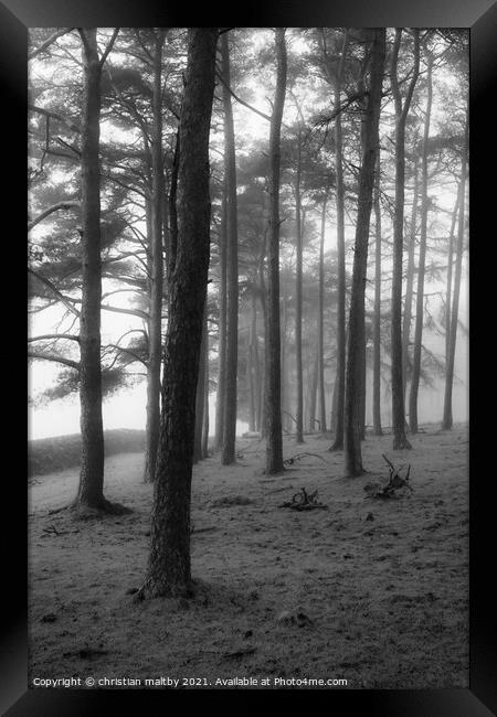 Trees in the mist Framed Print by christian maltby