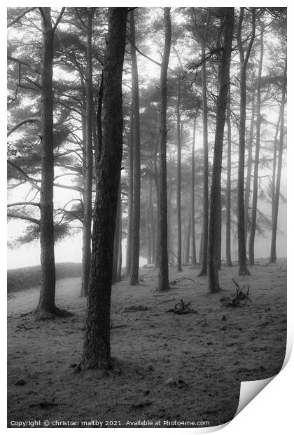Trees in the mist Print by christian maltby