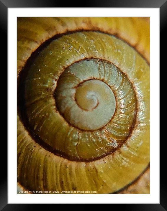 Snail Shell  Framed Mounted Print by Mark Ritson