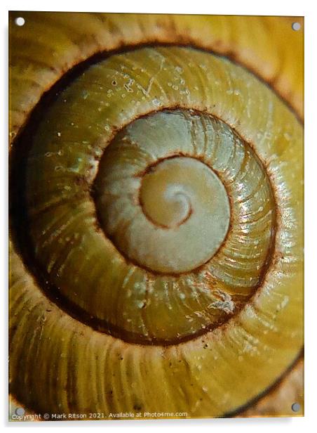 Snail Shell  Acrylic by Mark Ritson
