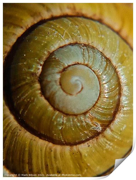 Snail Shell  Print by Mark Ritson