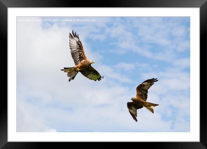 Red Kites circling for food Framed Mounted Print by Kevin Winter