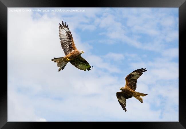 Red Kites circling for food Framed Print by Kevin Winter