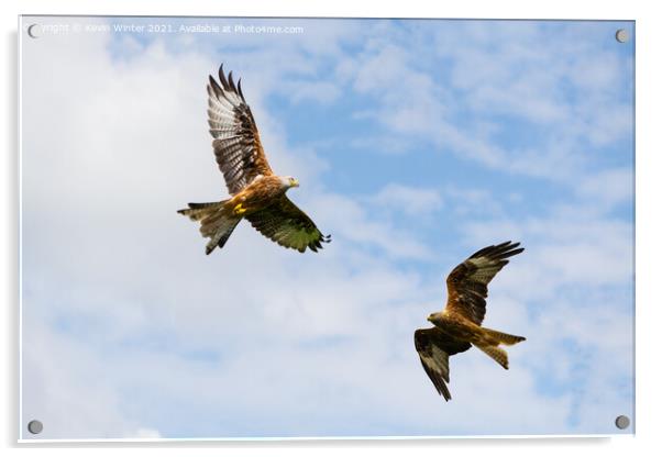 Red Kites circling for food Acrylic by Kevin Winter