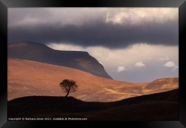 Quinag. Lone Rowan Tree,   Assynt,  Scotland. Framed Print by Barbara Jones