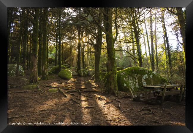 Forest in spring with beautiful bright sun rays. Amazing wood with rocks coverd with moss in sintra mountains, Portugal Framed Print by nuno valadas
