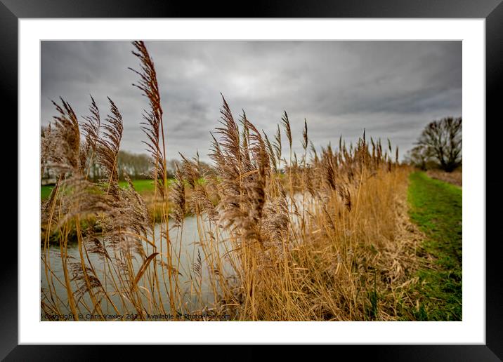 Riverside reeds, Norfolk Broads National Park Framed Mounted Print by Chris Yaxley