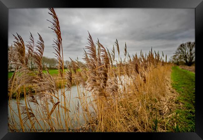Riverside reeds, Norfolk Broads National Park Framed Print by Chris Yaxley