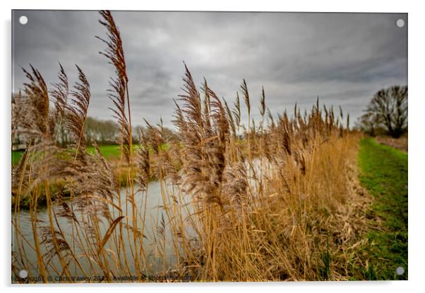 Riverside reeds, Norfolk Broads National Park Acrylic by Chris Yaxley