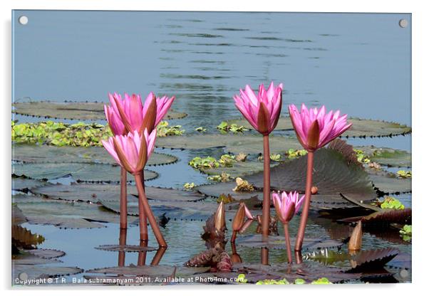 Water Lillies Acrylic by T R   Bala subramanyam