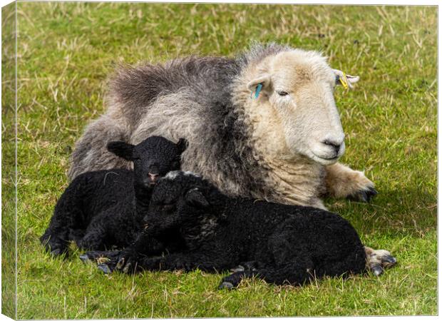 Herdwick Sheep - Mother And Twin Lambs. Canvas Print by Colin Allen
