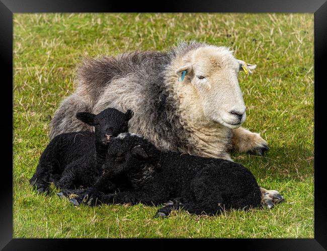 Herdwick Sheep - Mother And Twin Lambs. Framed Print by Colin Allen
