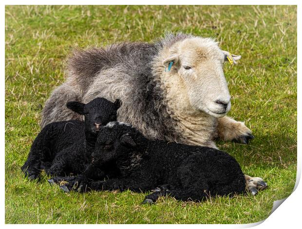 Herdwick Sheep - Mother And Twin Lambs. Print by Colin Allen