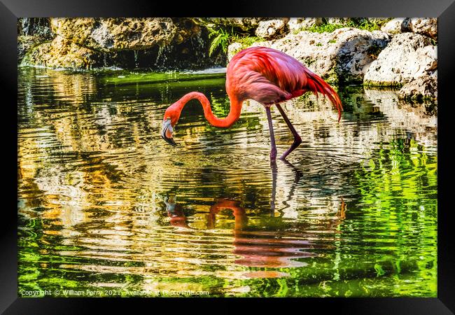 Colorful Pink American Flamingo Reflections Florida Framed Print by William Perry