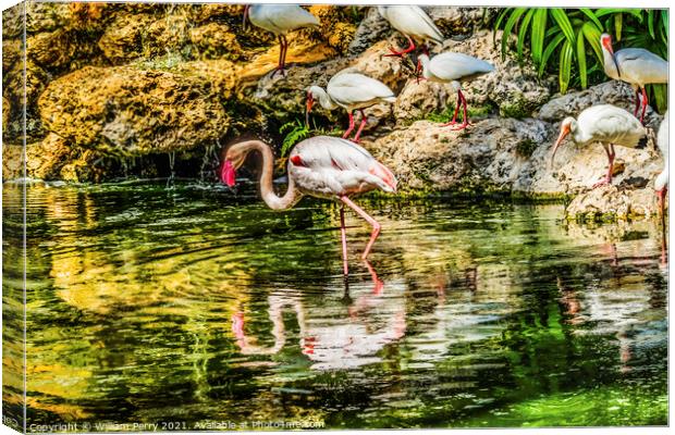 Colorful White Greater Flamingo American Ibis Reflections Florid Canvas Print by William Perry