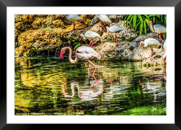 Colorful White Greater Flamingo American Ibis Reflections Florid Framed Mounted Print by William Perry