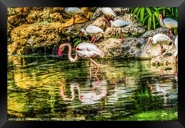 Colorful White Greater Flamingo American Ibis Reflections Florid Framed Print by William Perry