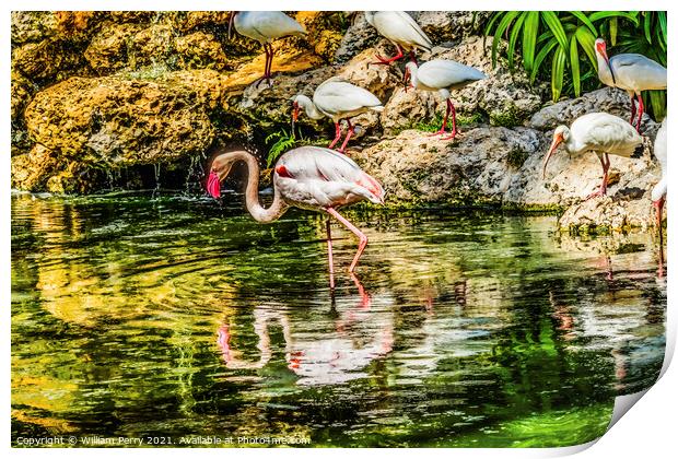 Colorful White Greater Flamingo American Ibis Reflections Florid Print by William Perry