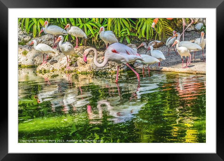 Colorful White Greater Flamingo American Ibis Reflections Florid Framed Mounted Print by William Perry