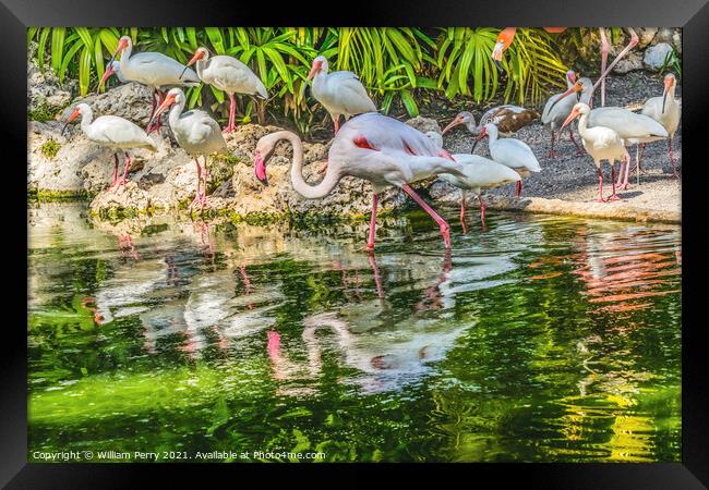 Colorful White Greater Flamingo American Ibis Reflections Florid Framed Print by William Perry