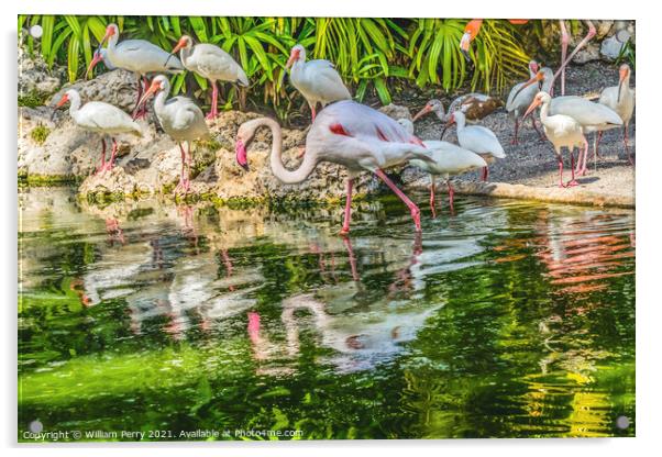 Colorful White Greater Flamingo American Ibis Reflections Florid Acrylic by William Perry