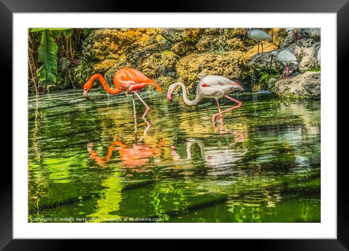 Colorful Orange Pink American Flamingo Reflections Florida Framed Mounted Print by William Perry