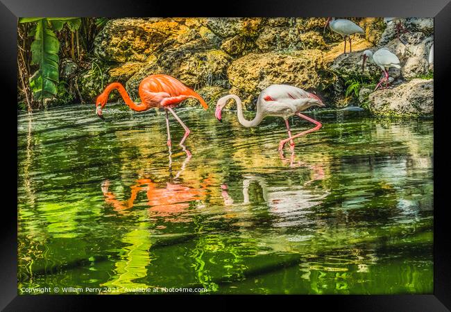 Colorful Orange Pink American Flamingo Reflections Florida Framed Print by William Perry