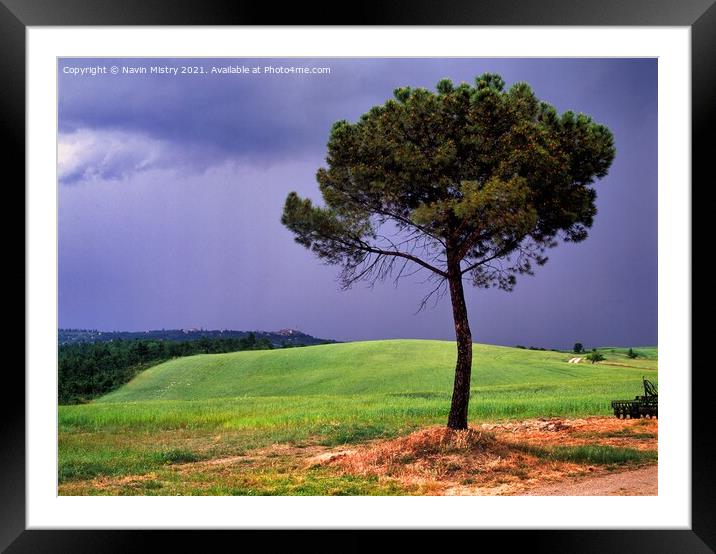 A lone Pin Parasol (Pine tree), Tuscany, Italy Framed Mounted Print by Navin Mistry