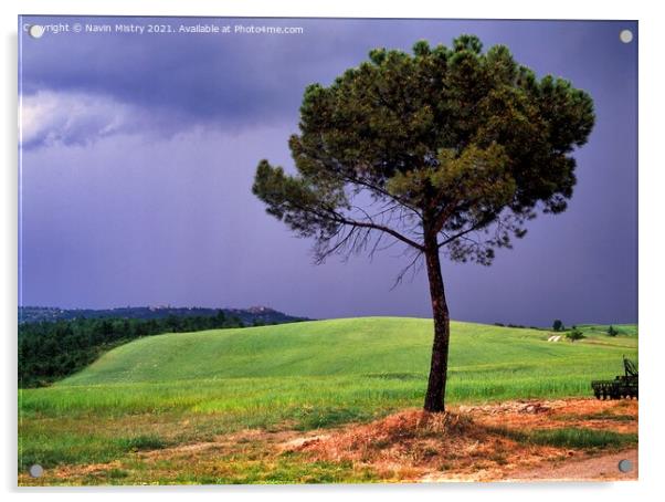 A lone Pin Parasol (Pine tree), Tuscany, Italy Acrylic by Navin Mistry