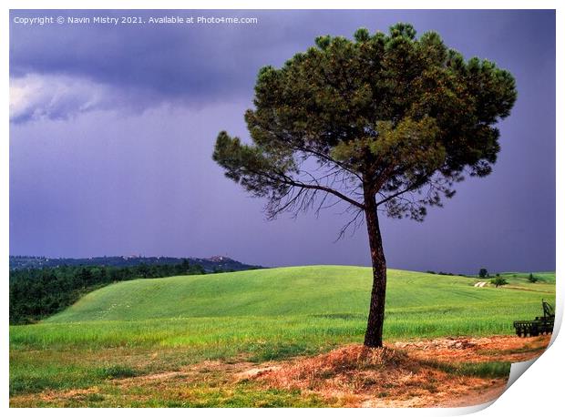 A lone Pin Parasol (Pine tree), Tuscany, Italy Print by Navin Mistry
