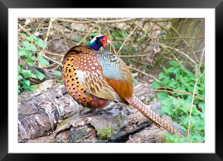 Pheasant showing his true colours Framed Mounted Print by Julie Tattersfield