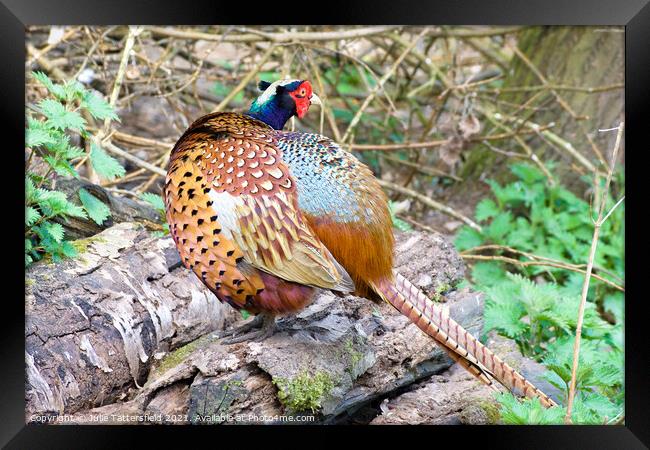 Pheasant showing his true colours Framed Print by Julie Tattersfield