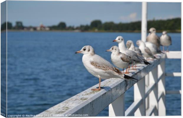 Seagulls standing on the railing of the pier Canvas Print by Paulina Sator