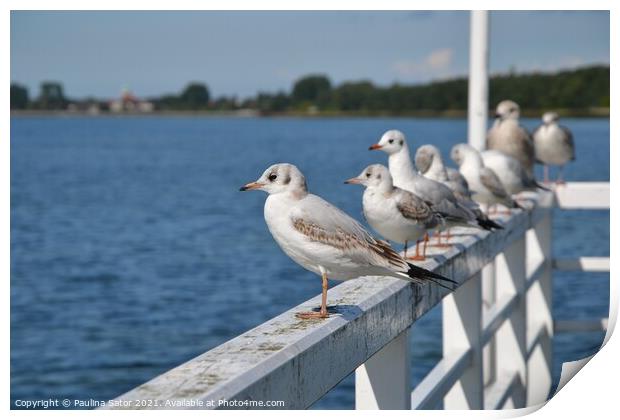 Seagulls standing on the railing of the pier Print by Paulina Sator