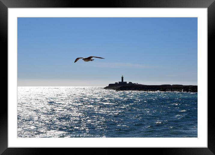 Seagull over the ocean. Punta Jandia Framed Mounted Print by Paulina Sator