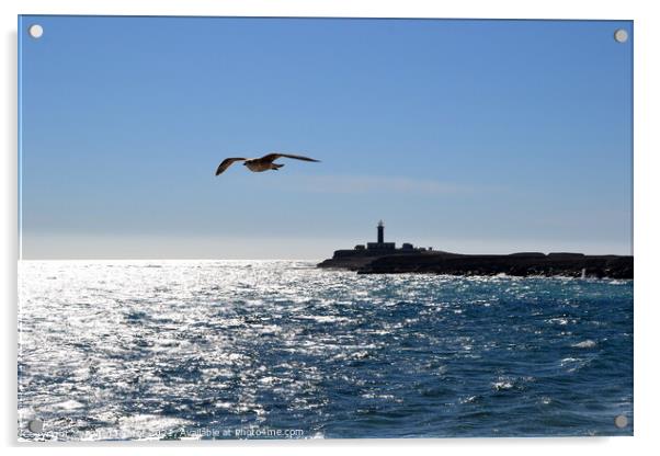 Seagull over the ocean. Punta Jandia Acrylic by Paulina Sator