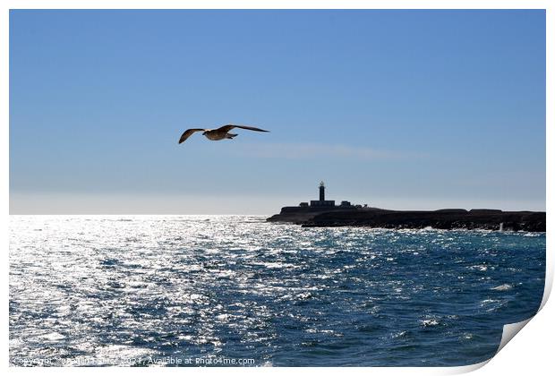 Seagull over the ocean. Punta Jandia Print by Paulina Sator
