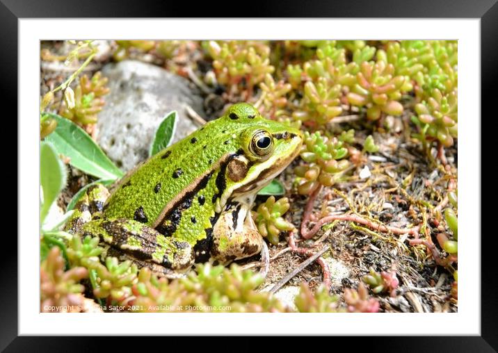 Cute green frog hiding in the greenery Framed Mounted Print by Paulina Sator