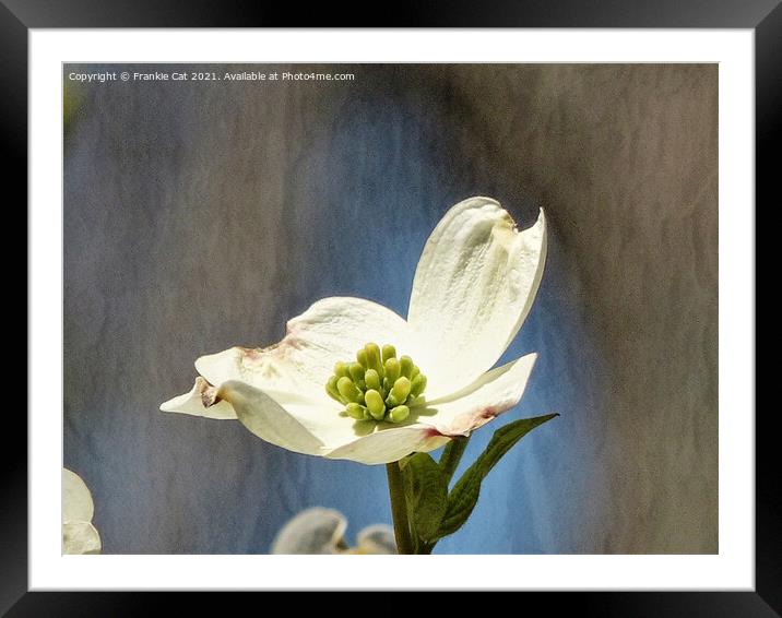 White Dogwood Bloom Framed Mounted Print by Frankie Cat