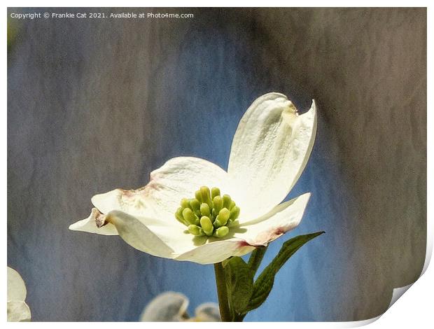White Dogwood Bloom Print by Frankie Cat