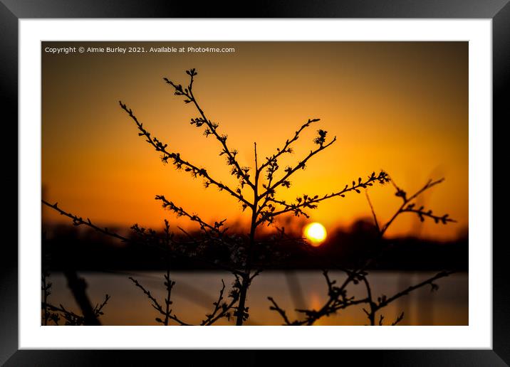 Tree silhouette at sunset  Framed Mounted Print by Aimie Burley