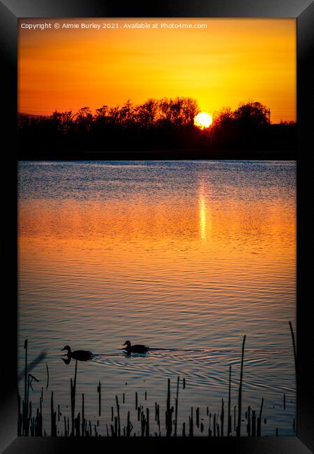 Ducks at sunset Framed Print by Aimie Burley