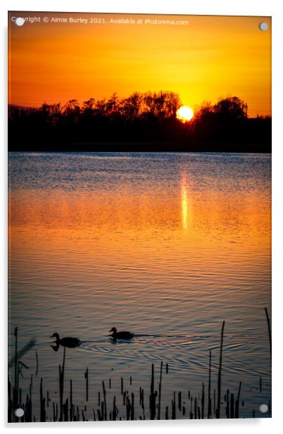 Ducks at sunset Acrylic by Aimie Burley
