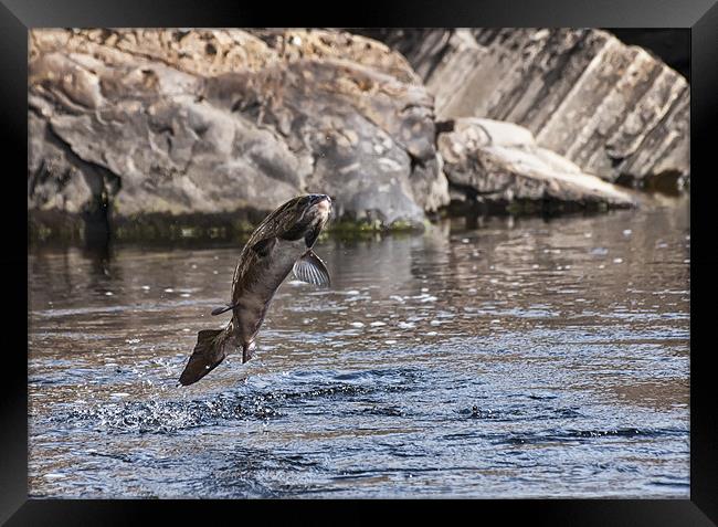 Leaping Salmon Framed Print by Sam Smith