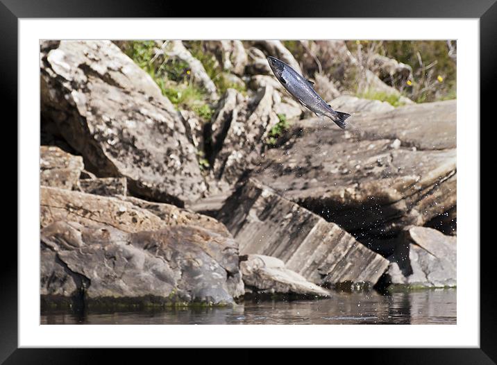 Flying fish Framed Mounted Print by Sam Smith