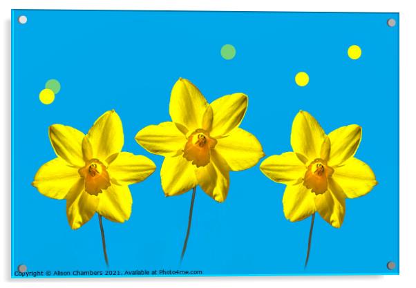 Daffodil Sunshine Acrylic by Alison Chambers