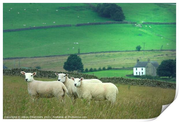 We Three Sheep Of Staffordshire Are Print by Alison Chambers