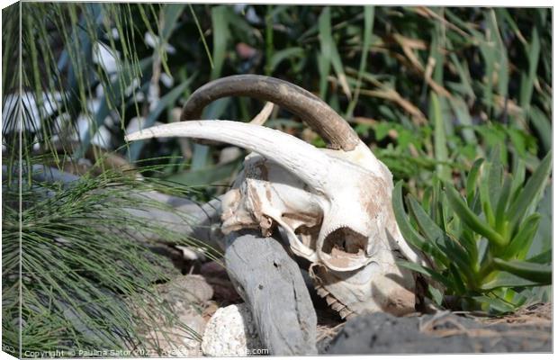 Goat skull with horns Canvas Print by Paulina Sator