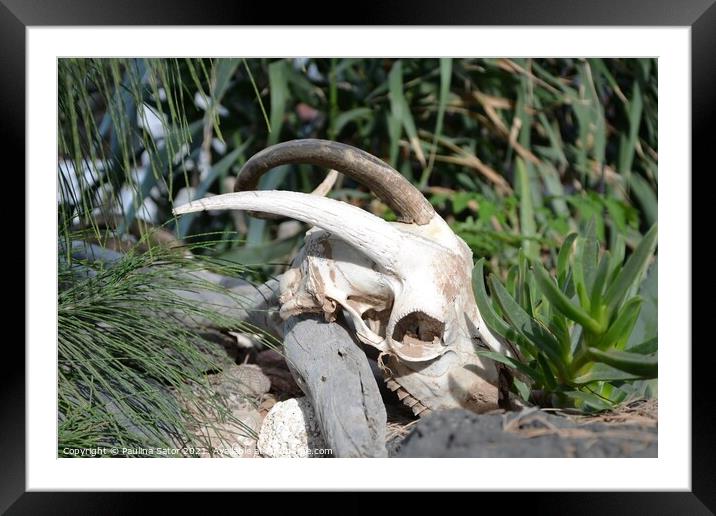 Goat skull with horns Framed Mounted Print by Paulina Sator